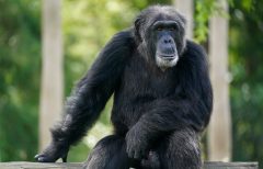 Planet of the apes: Authorities besiege chimp house in Swedish zoo after escape attempt