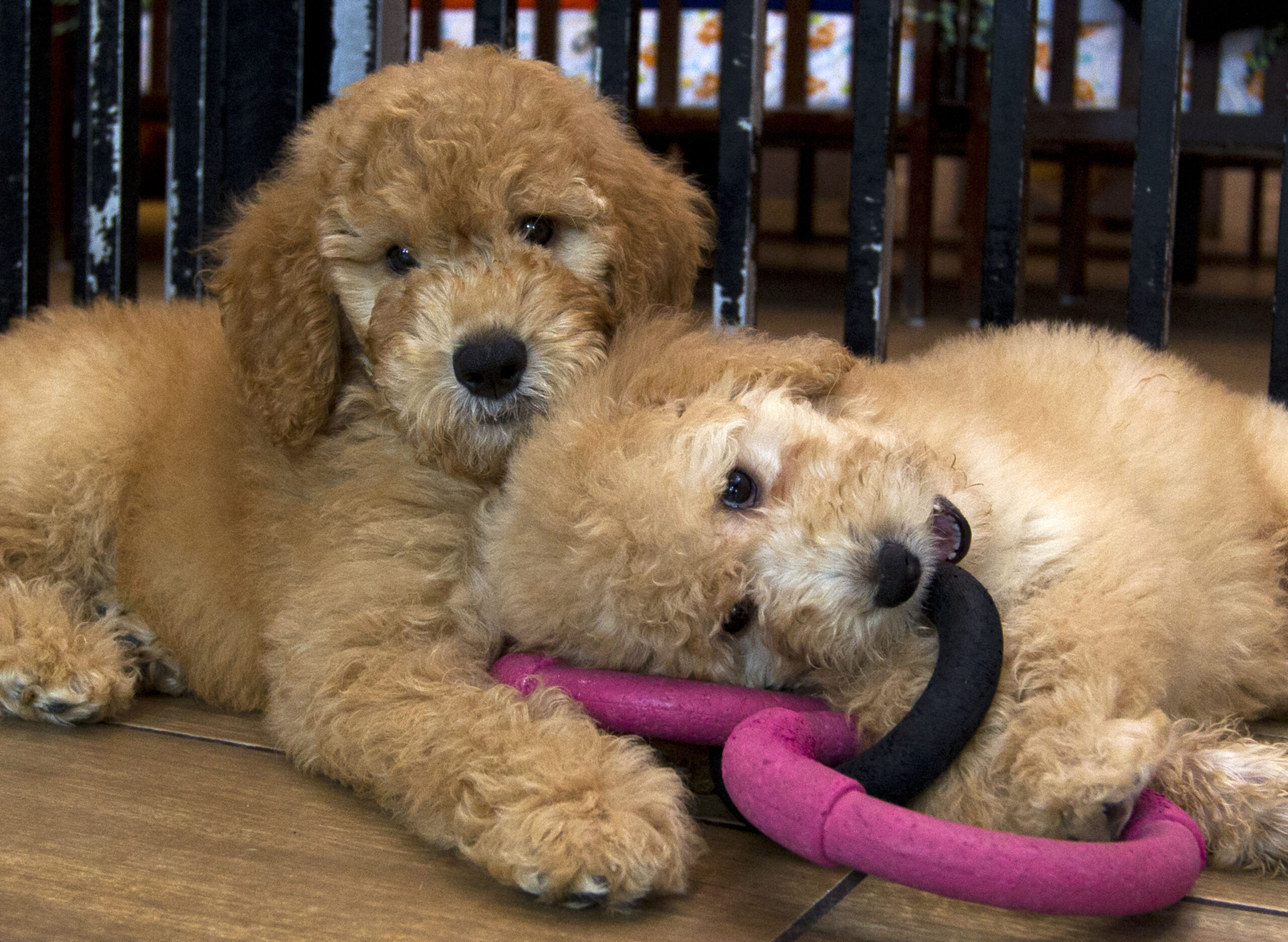 NYC pet store closing its doors due to rising crime and ‘failing policies’