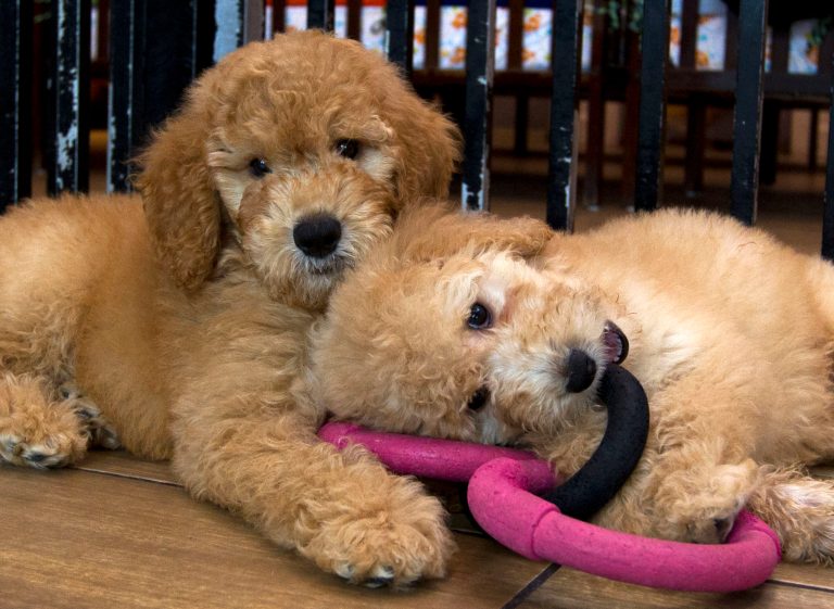 NYC pet store closing its doors due to rising crime and ‘failing policies’