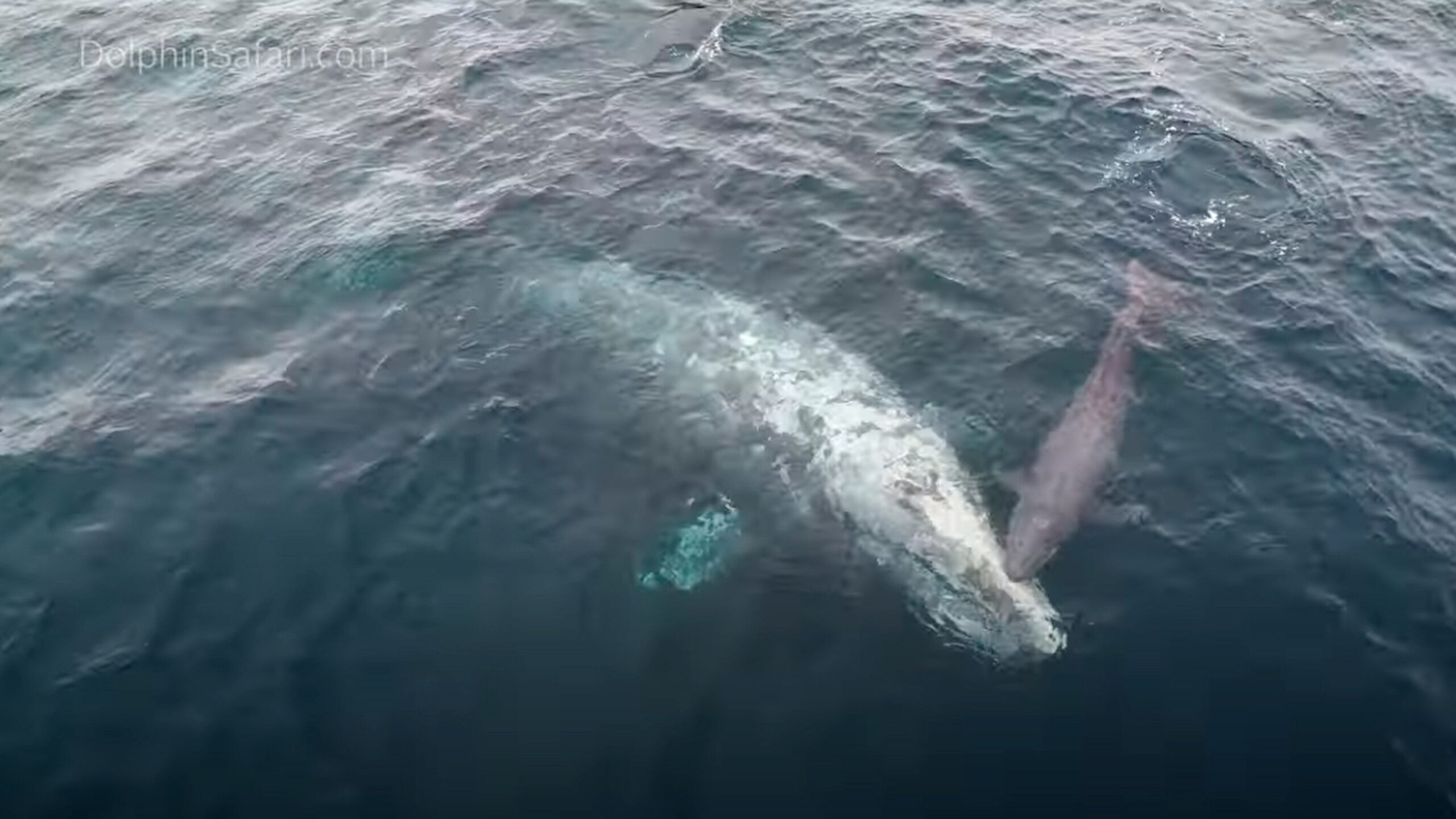 WATCH: Incredible whale birth caught on video off California coast