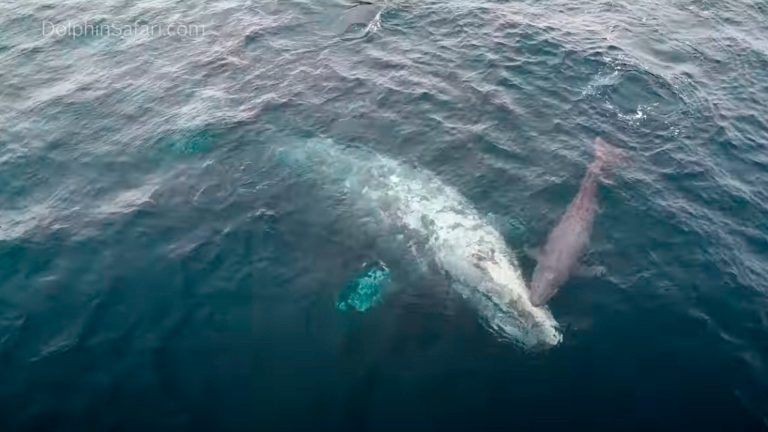 On Monday, Jan. 2, 2023, video image courtesy Capt. Dave's Dolphin & Whale Watching Safari shows a gray whale calf being born in front of an amazed crowd off Dana Point, California. The live birth captured on camera with drone footage shows the first moments of the calf's life as the newborn snuggled its mother. 