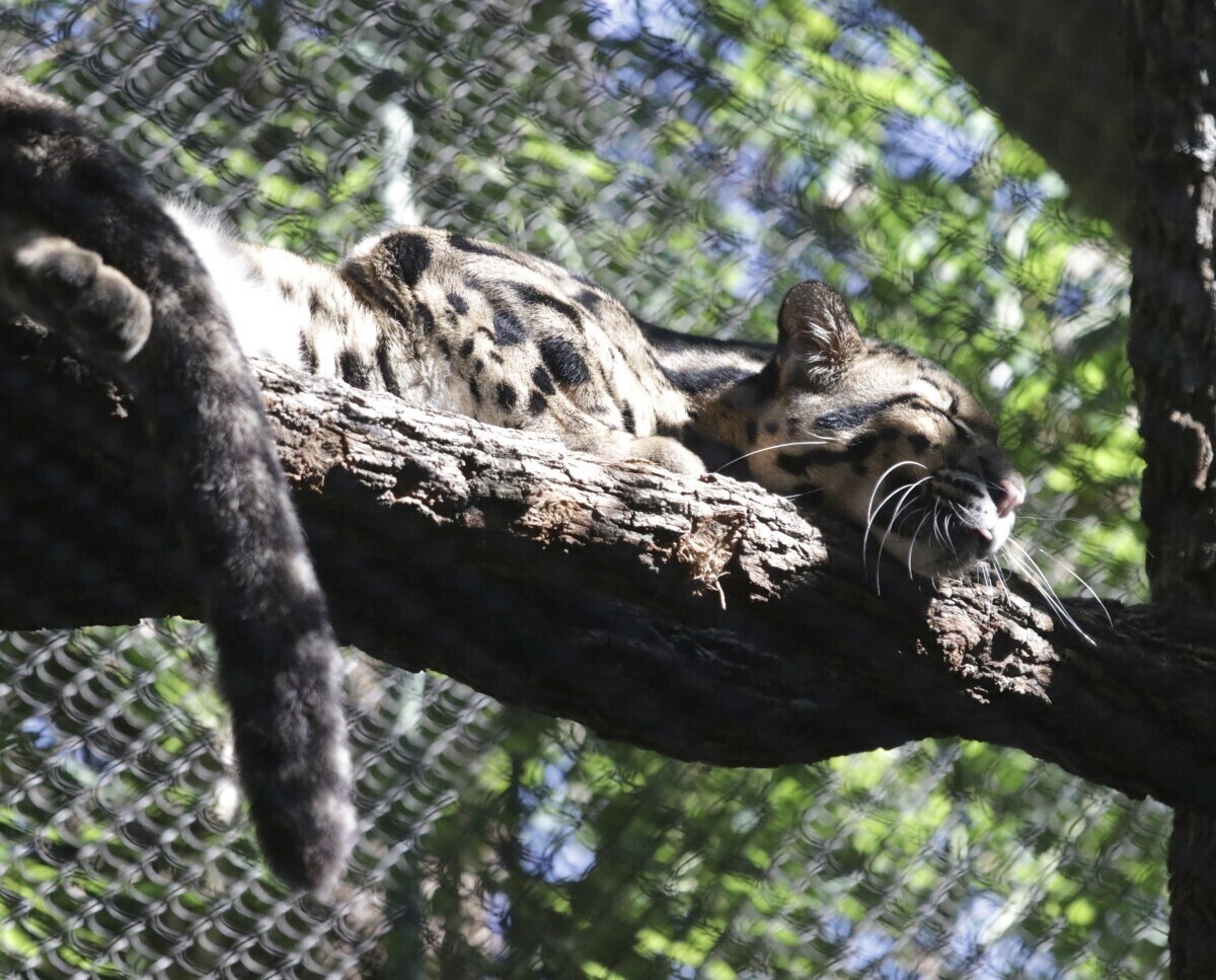 Leopard found, investigation opened: Dallas Zoo says cat’s release was intentional