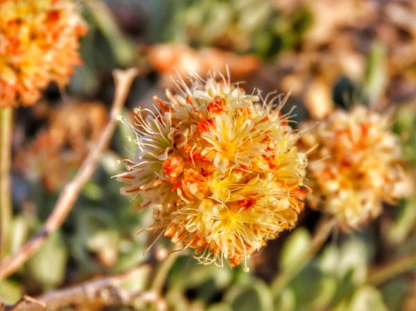 Nevada lithium mining company cited for endangering habitat of 6-inch desert flower