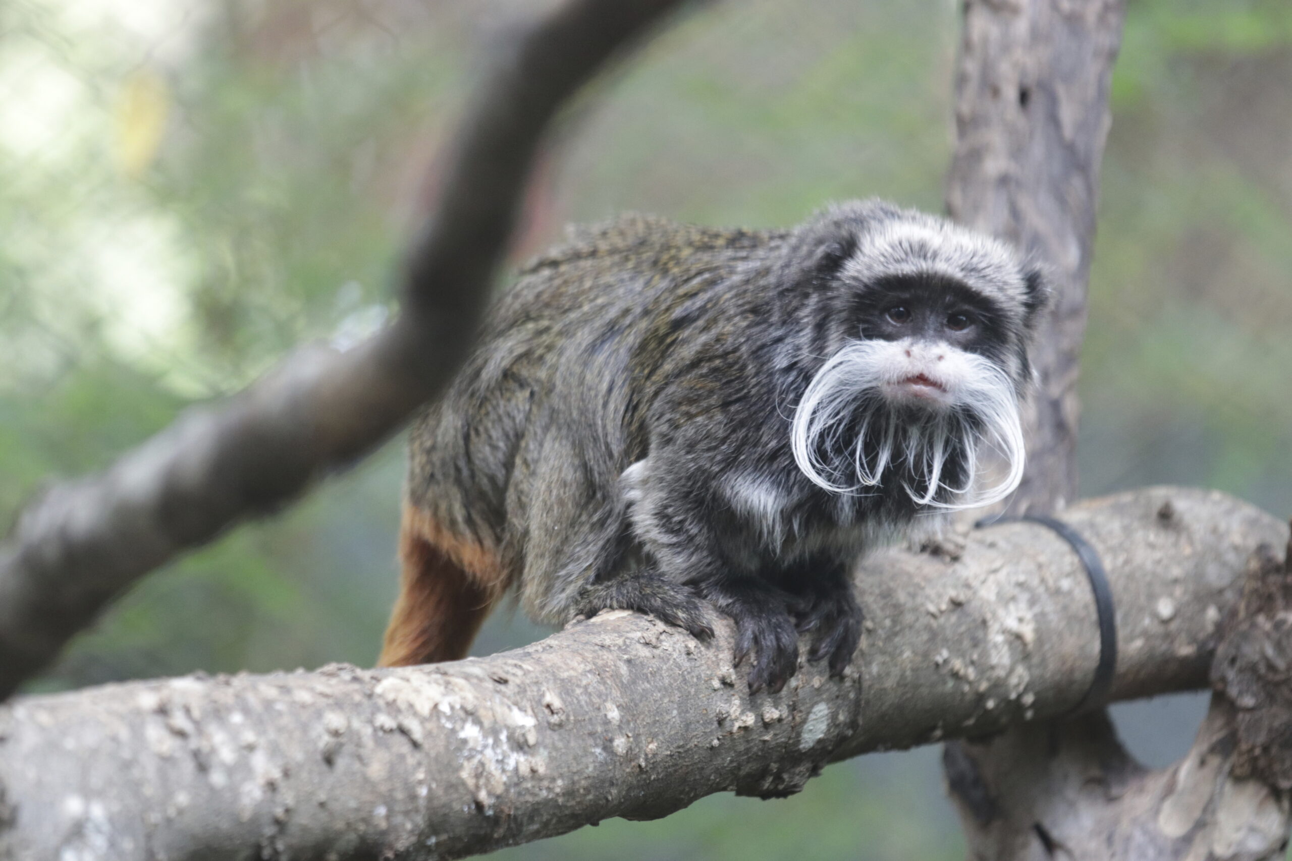Missing monkeys: Two tamarins disappear from Dallas Zoo in latest suspicious incident