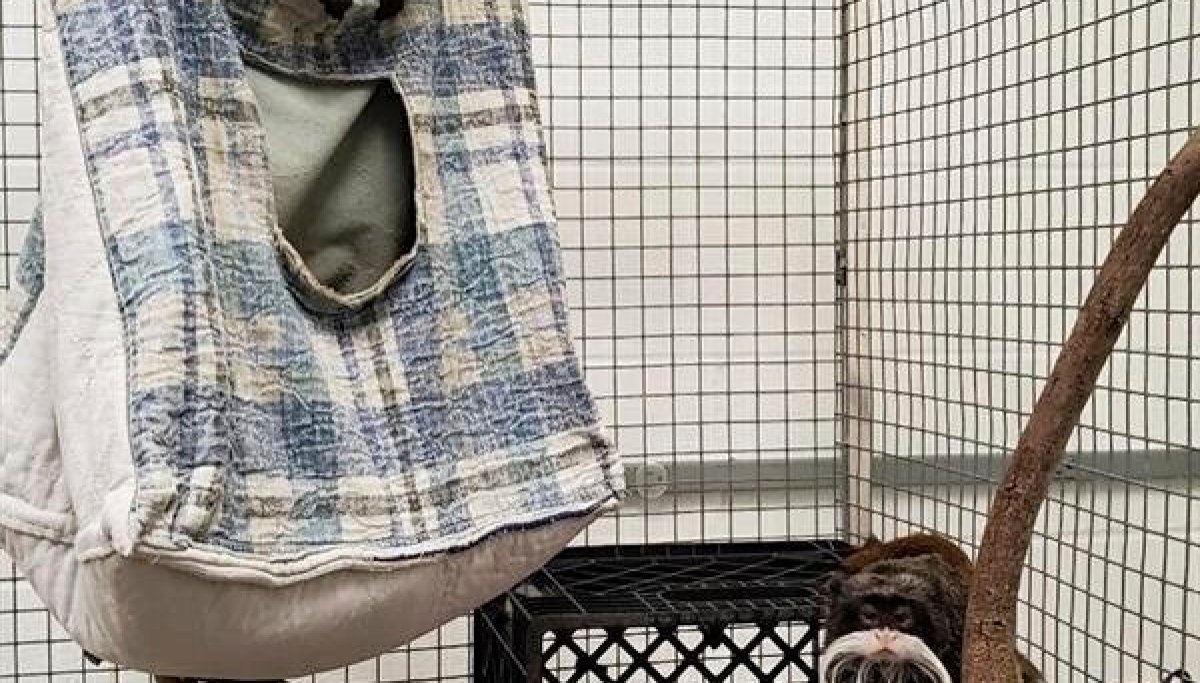 Missing monkeys from Dallas Zoo found, and reward for information on ...