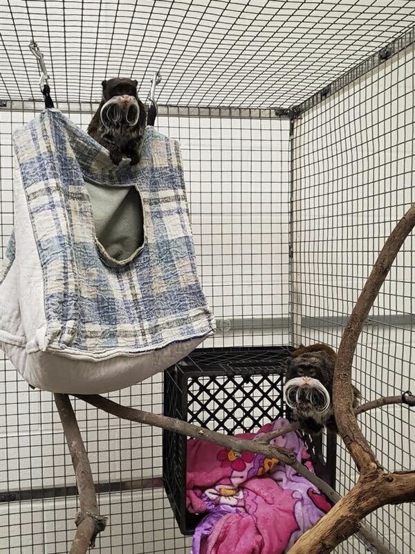 Missing monkeys from Dallas Zoo found, and reward for information on those responsible raised