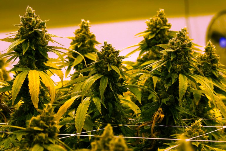 North Carolina lawmakers took $530,000 from marijuana and gambling interests amid legislation push: Report