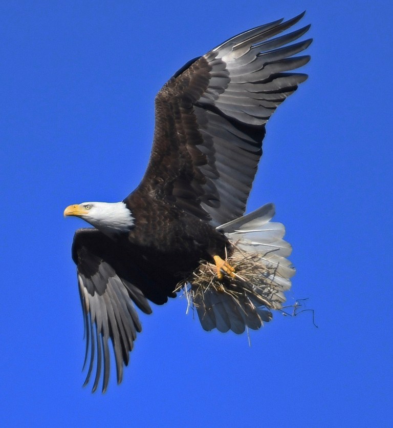 Investigation opened into Honduran nationals who allegedly killed and planned to eat bald eagle
