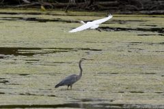 Federal judge blocks Biden clean water rule in 24 states