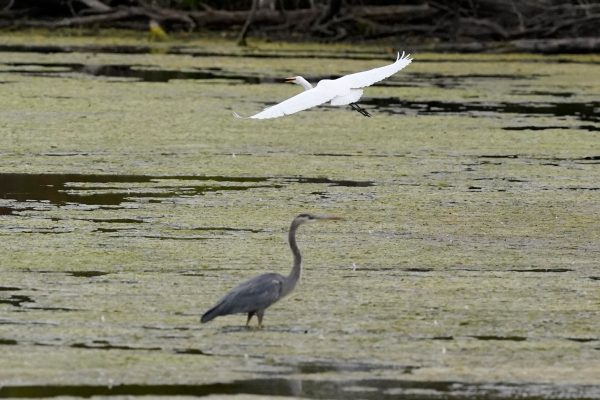 Federal judge blocks Biden clean water rule in 24 states