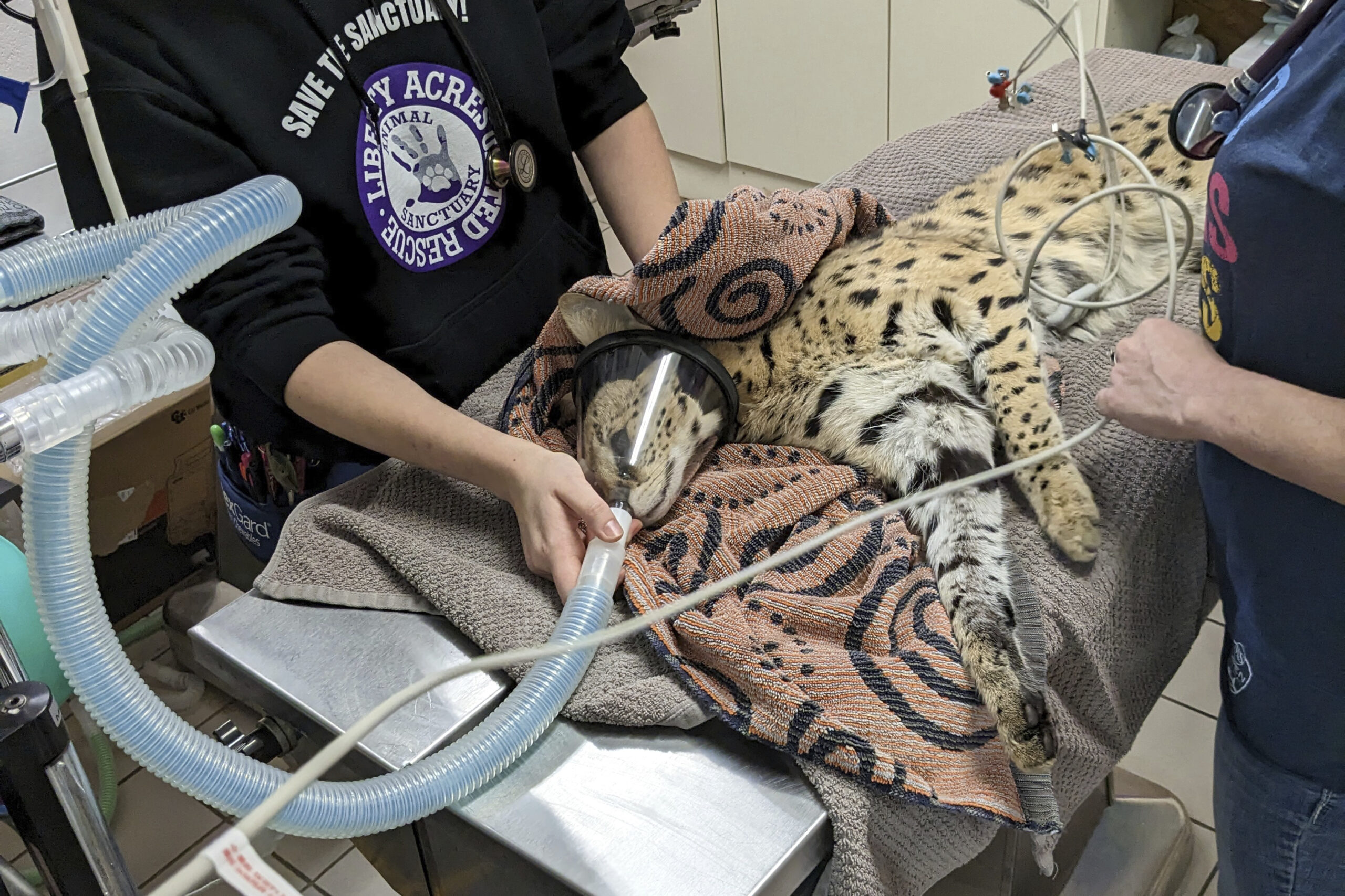 Cocaine cat: Exotic cat tests positive for drug in Ohio