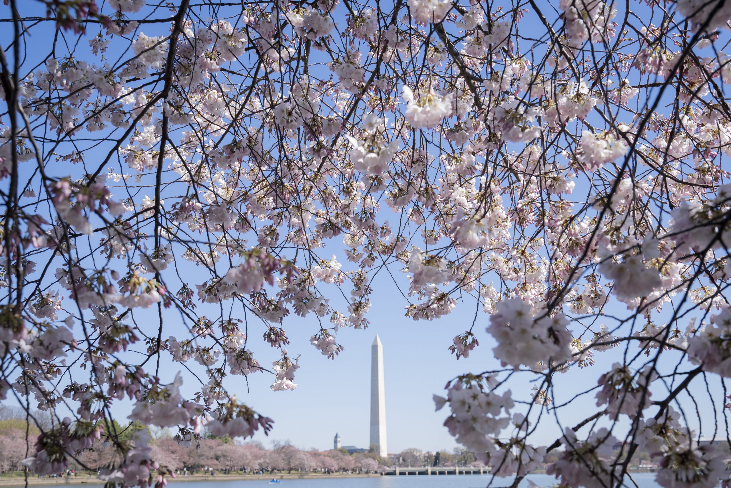 Cherry Blossoms Washington