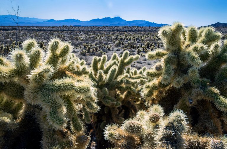 Biden to limit development on 500,000 acres in Texas and Nevada with new monuments