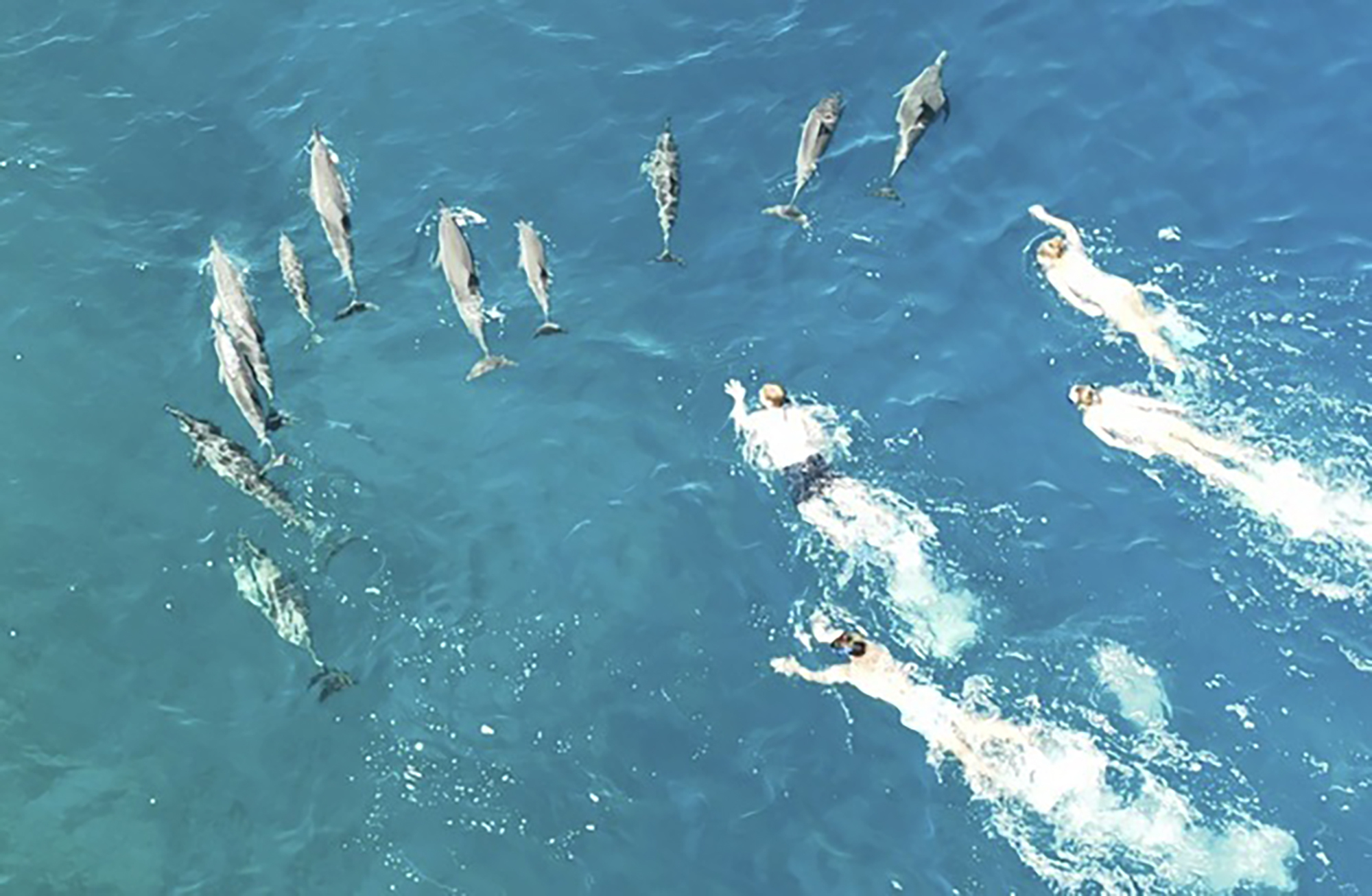 More than 30 swimmers accused of harassing dolphins in Hawaii