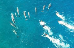 More than 30 swimmers accused of harassing dolphins in Hawaii