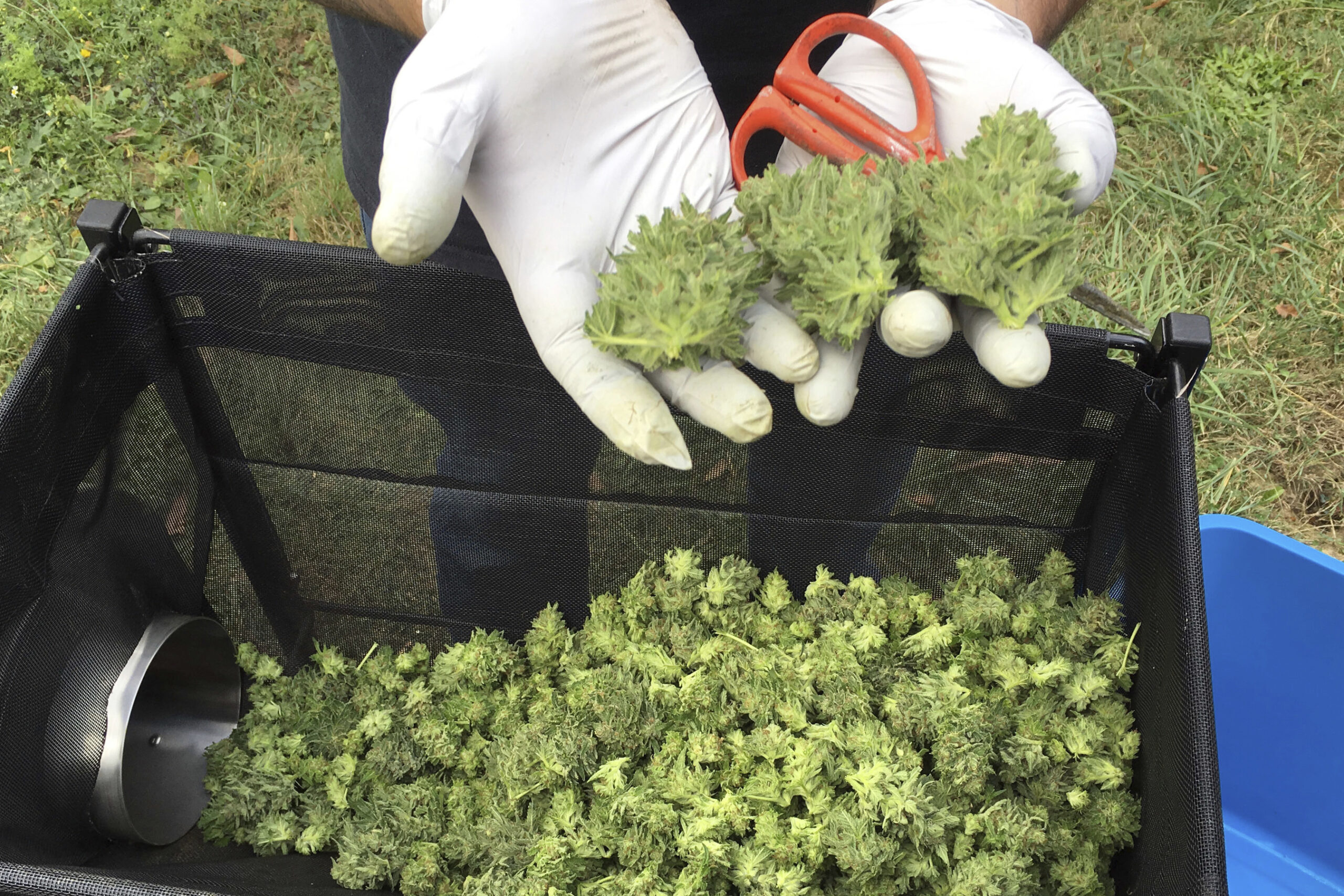 The ballot initiative that could legalize recreational marijuana in the Sunshine State