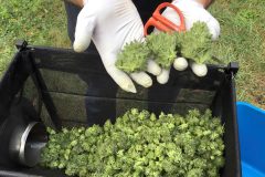 The ballot initiative that could legalize recreational marijuana in the Sunshine State