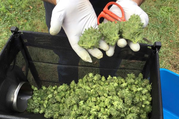The ballot initiative that could legalize recreational marijuana in the Sunshine State