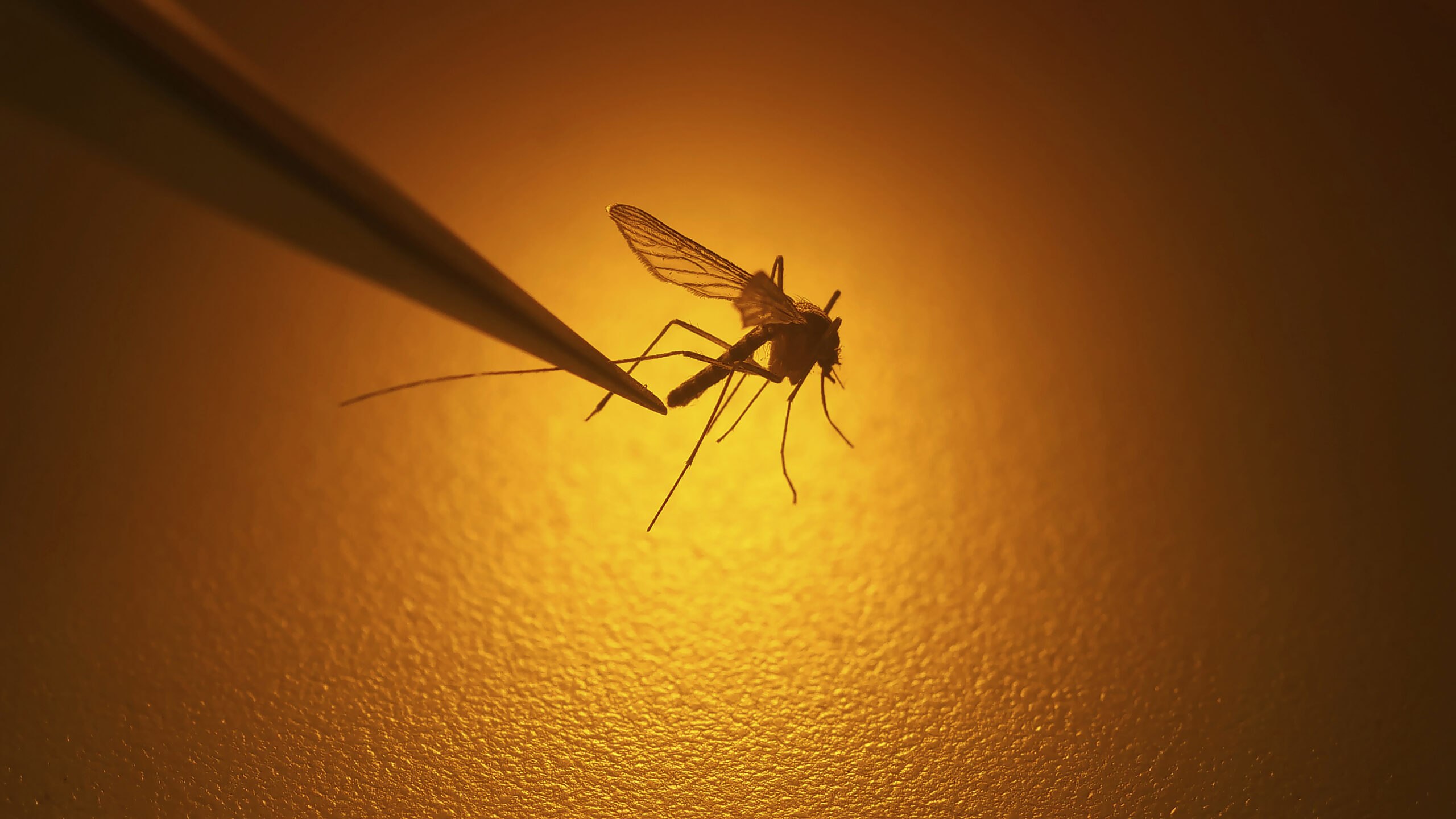 Is West Nile virus on the rise? What to know