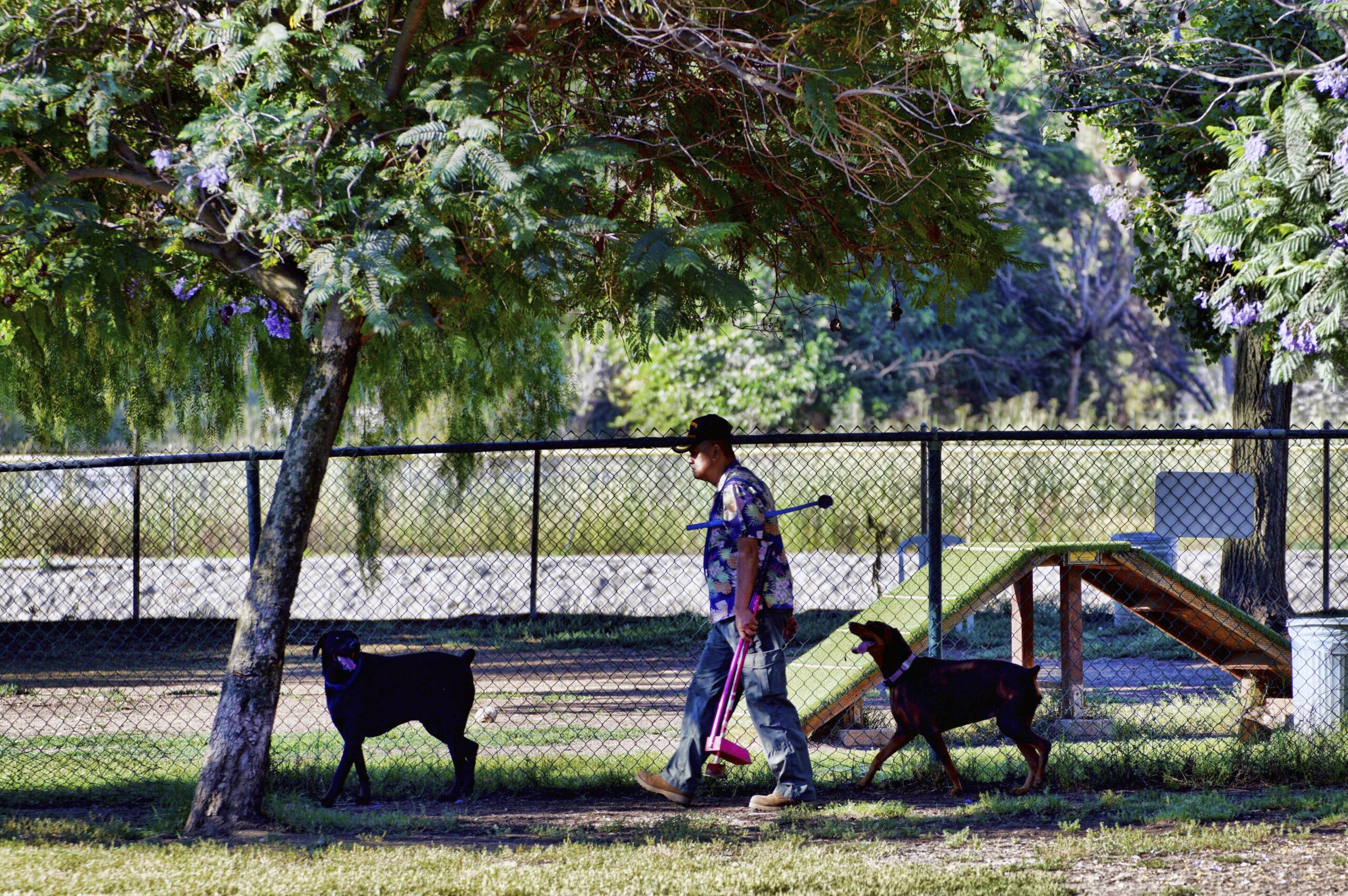 California receives part of $1 billion federal grant to plant trees to tackle extreme heat