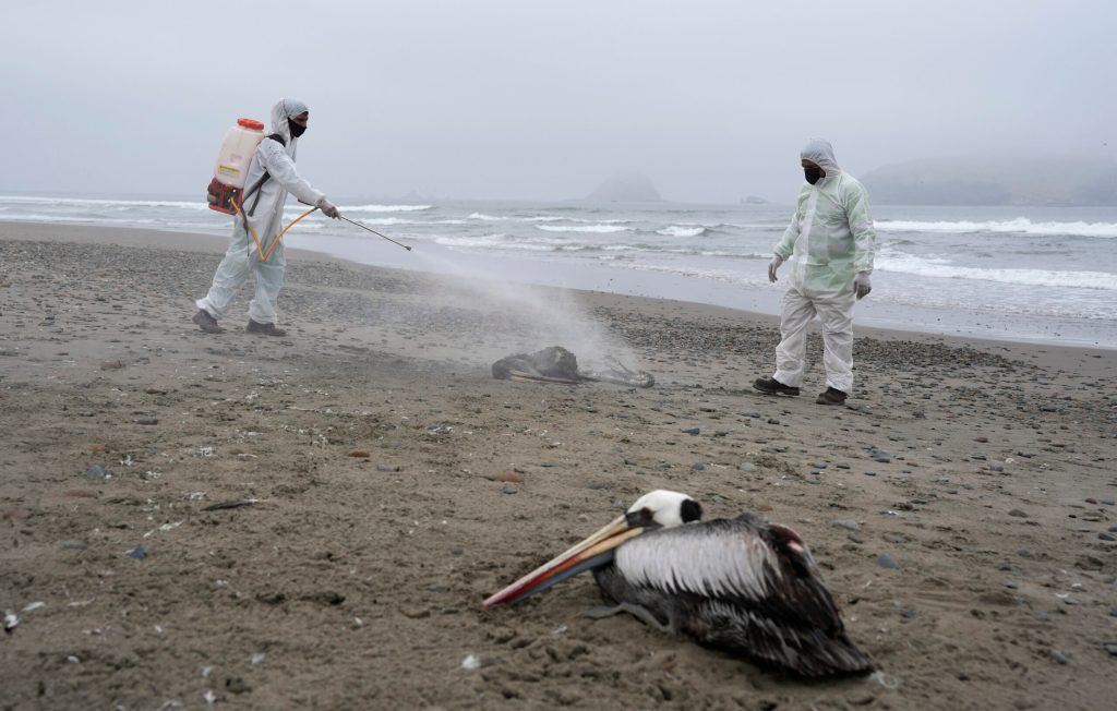 WHO avian flu warnings spark prepper ‘collapse’ watch