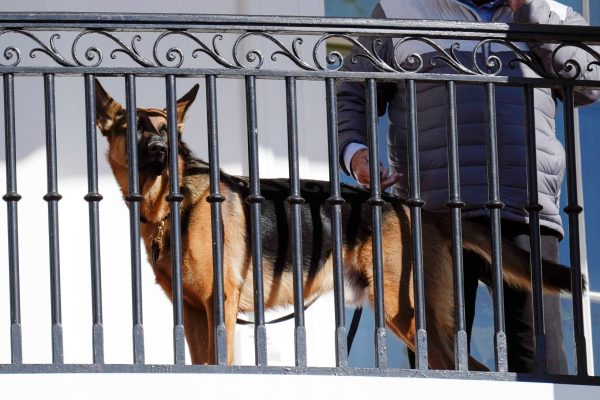 Former White House official says Biden has failed to enact plan to protect staff from dog Commander