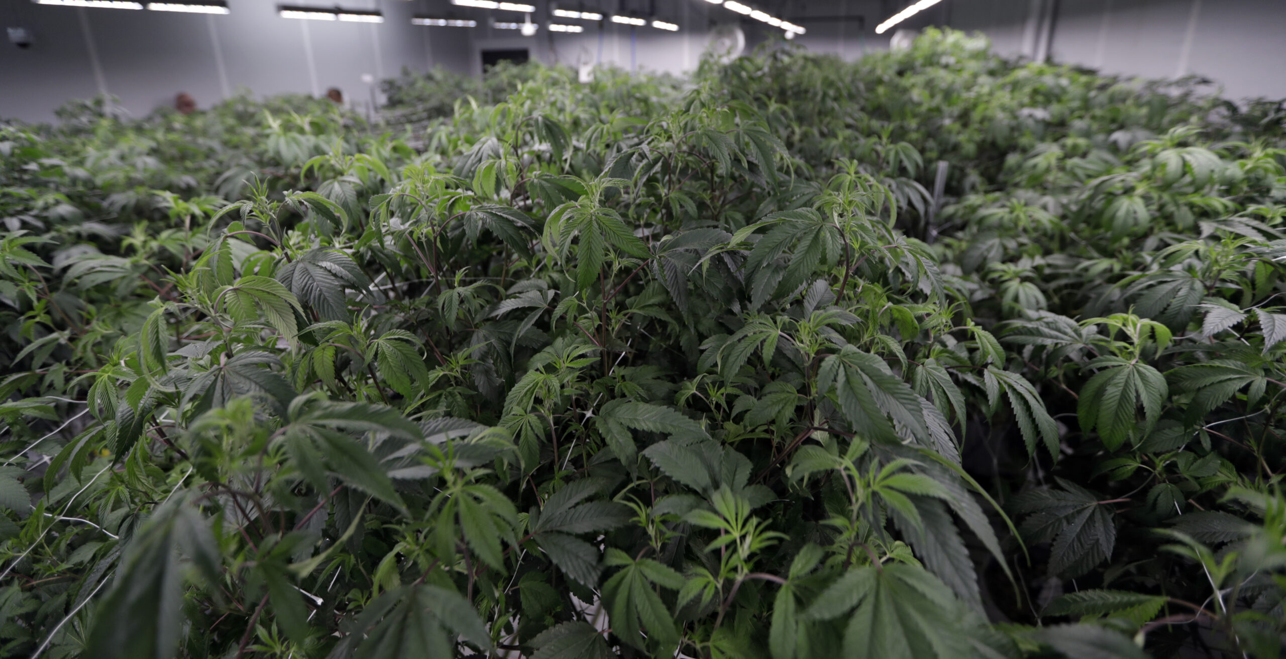 Ohio becomes 24th state to legalize marijuana
