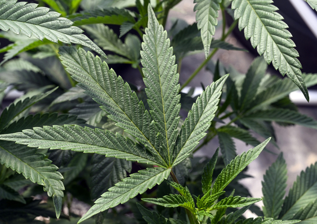 Reclassifying Marijuana Explainer