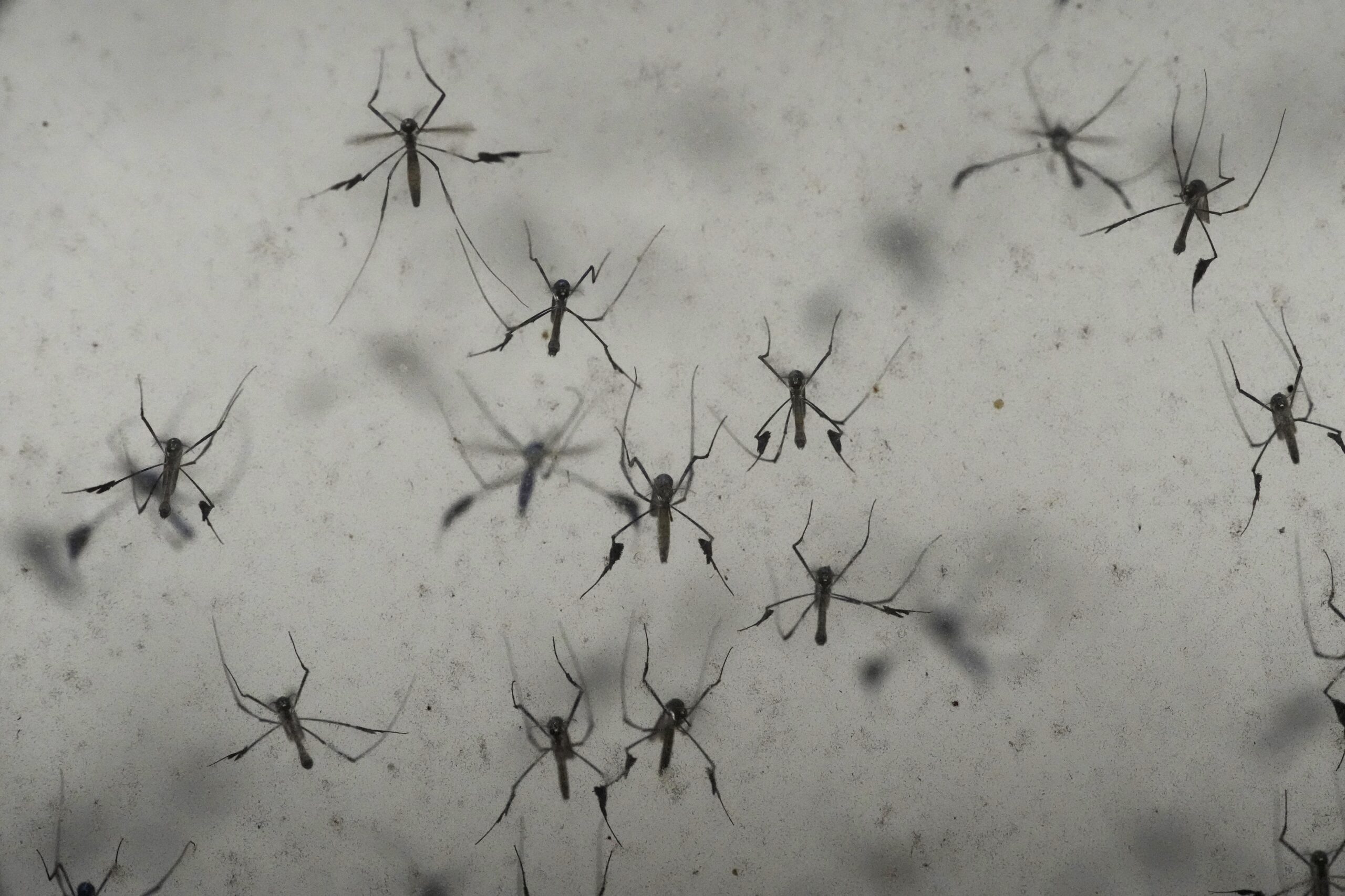 Class-action settlement: What to know about the $3.6 million Spartan Mosquito repellent settlement