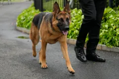 The White House dog scandal