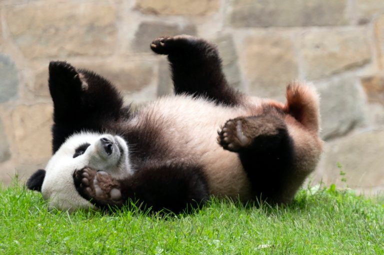 Giant panda Xiao Qi Ji plays at his enclosure at the Smithsonian National Zoo in Washington, Thursday, Sept. 28, 2023.