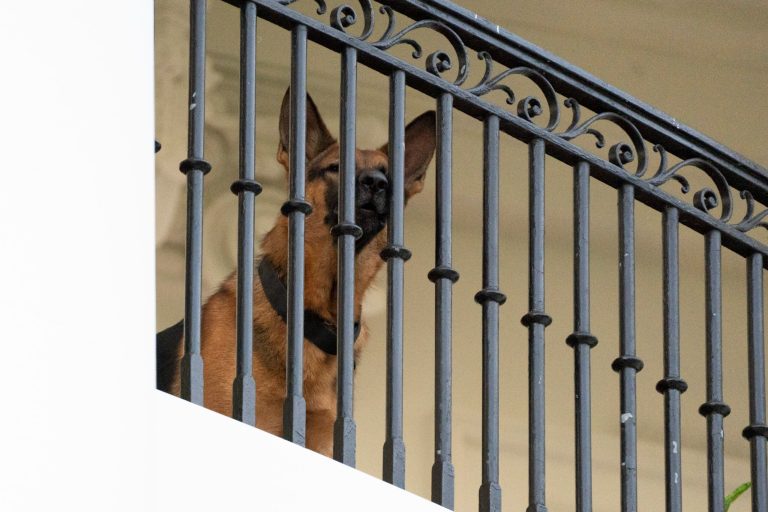 White House target of workplace safety inquiry after Biden dog biting incidents