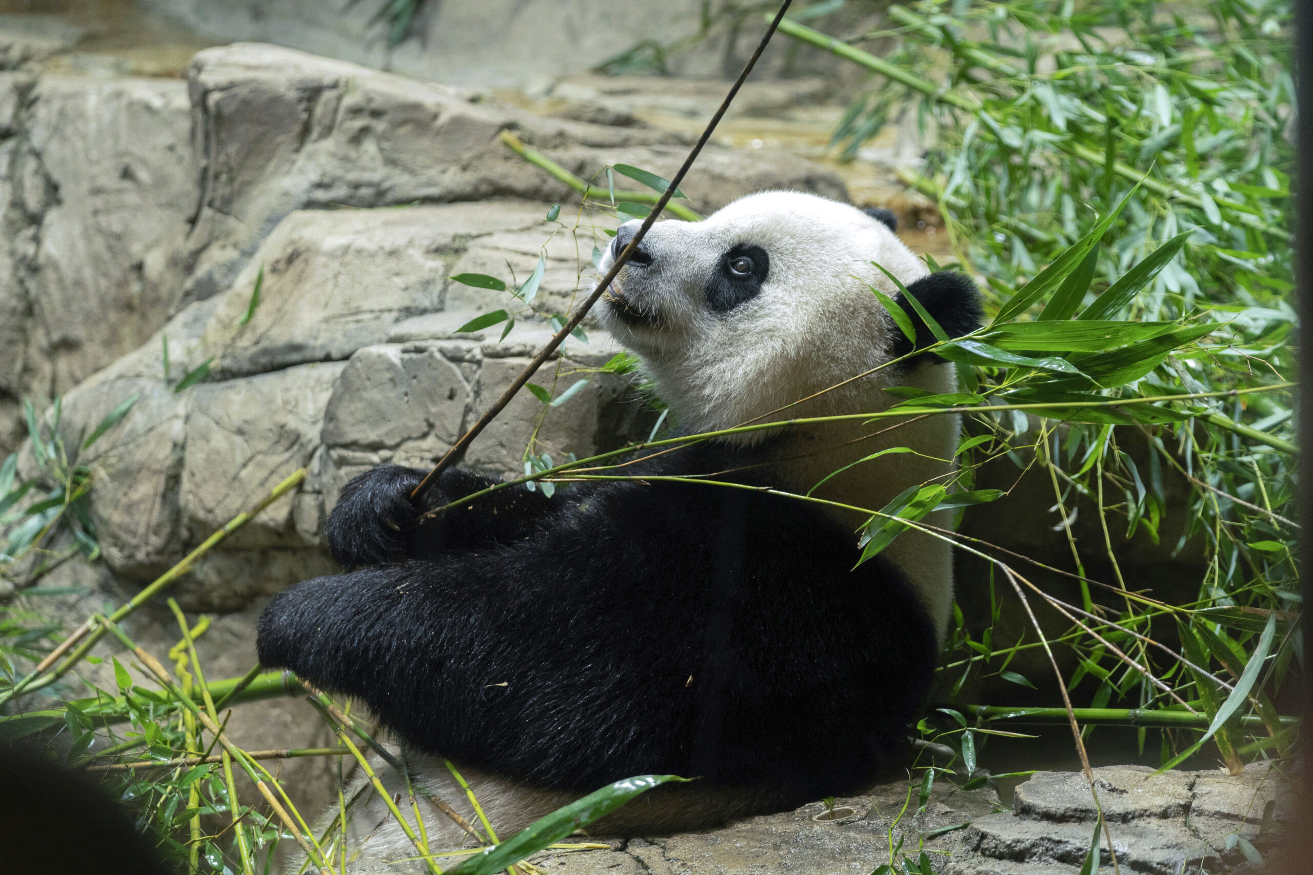 Panda express: Animal lovers bid farewell to furry friends leaving DC zoo