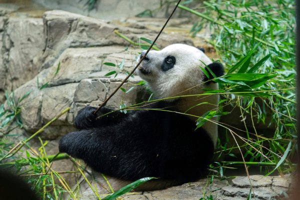 Panda express: Animal lovers bid farewell to furry friends leaving DC zoo