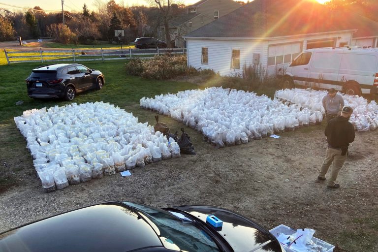 This photo, released by the Connecticut State Police, shows bags of psychedelic mushrooms removed from a home in Burlington, Connecticut.
