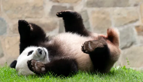 A history of animal diplomacy involving US and other countries