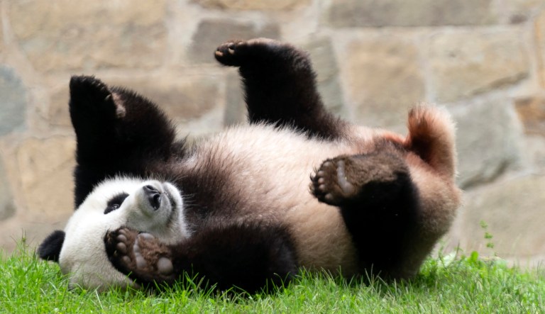 Panda diplomacy with China falls short on Biden-Xi summit priority list
