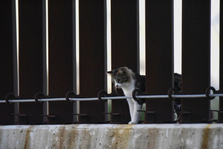 A cat peeks through a section of border fencing in Brownsville, Texas, on Wednesday, Nov. 8, 2023. 
