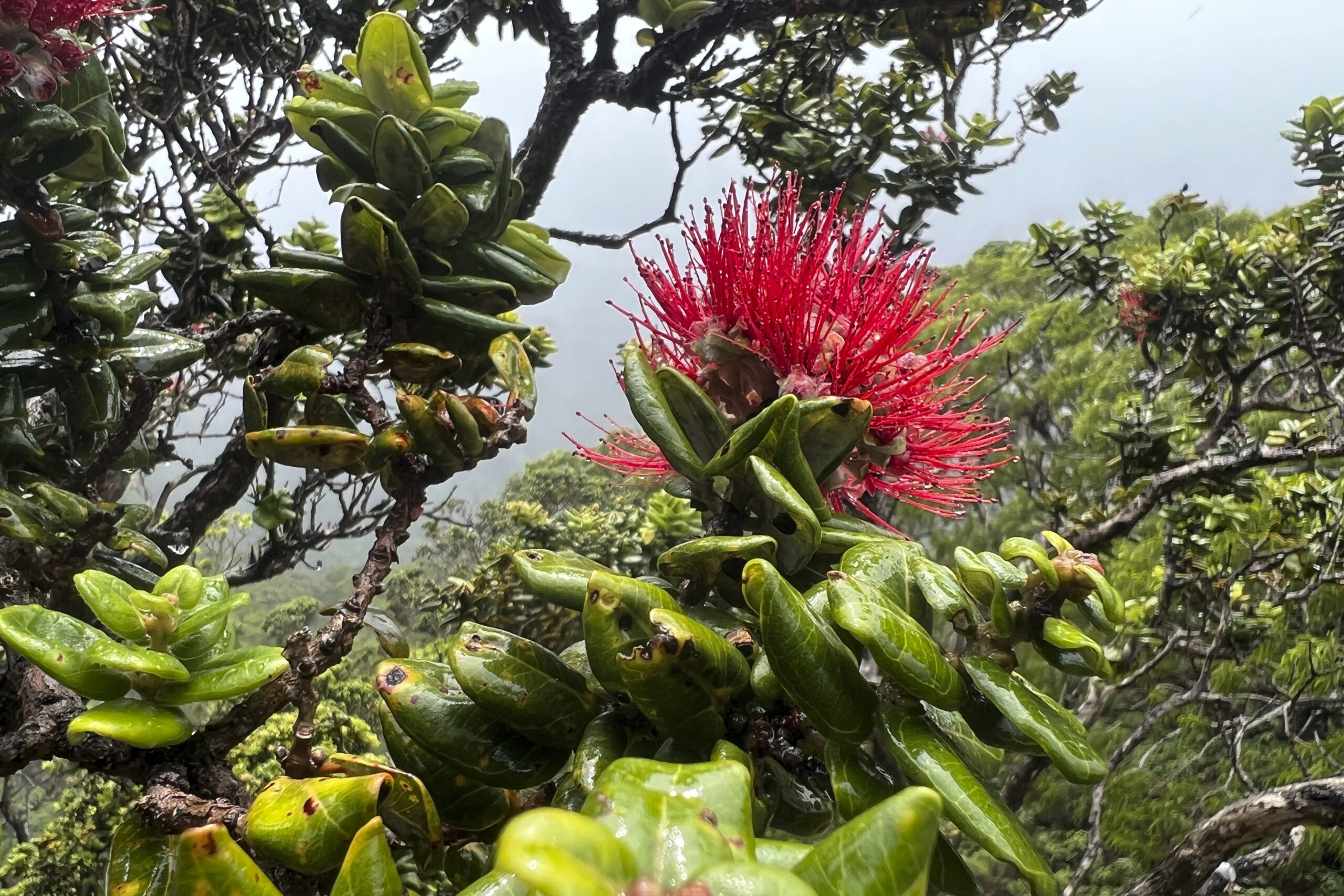 Hawaii Wildfires Rainforest