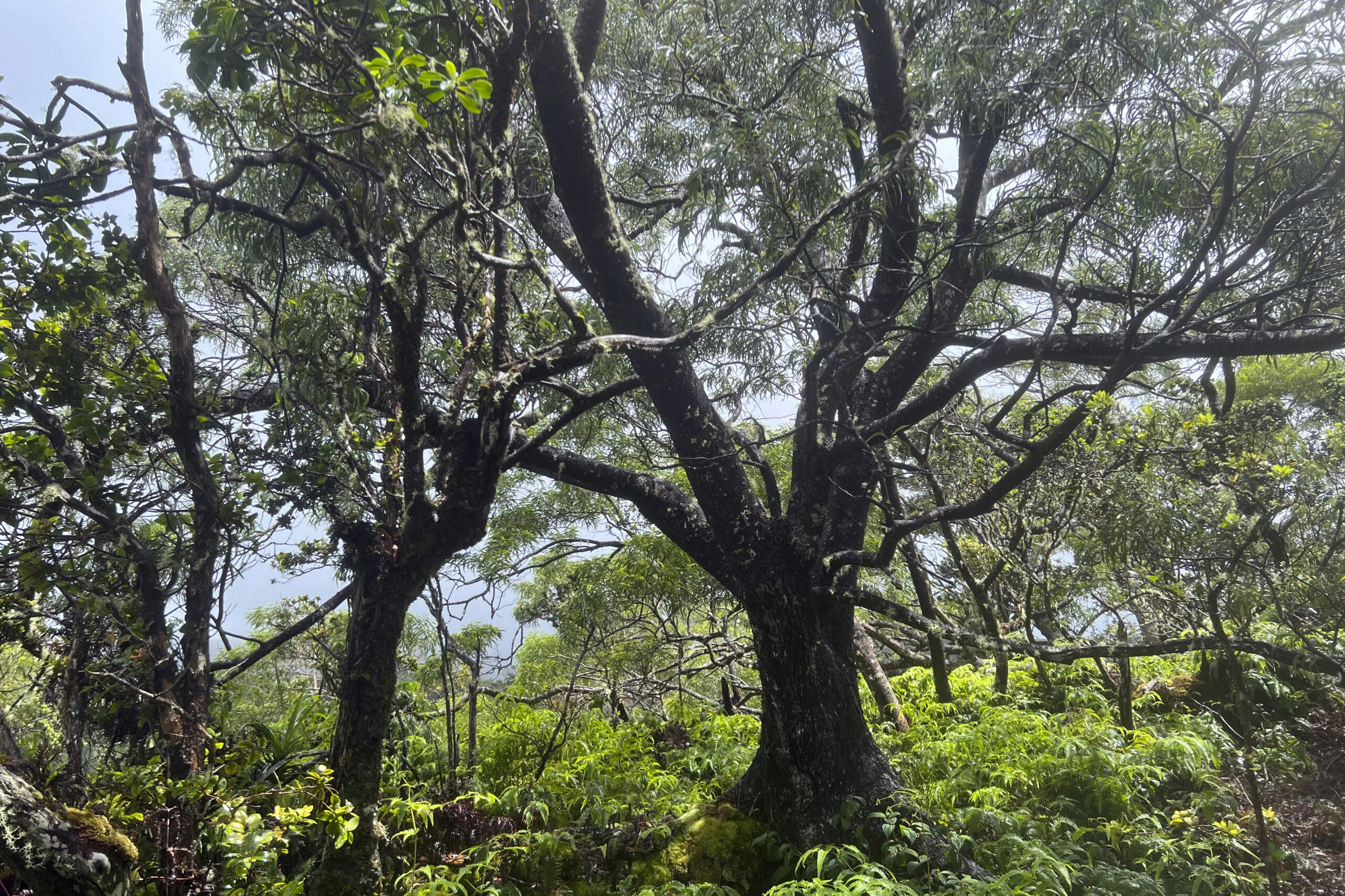 Hawaii Wildfires Rainforest
