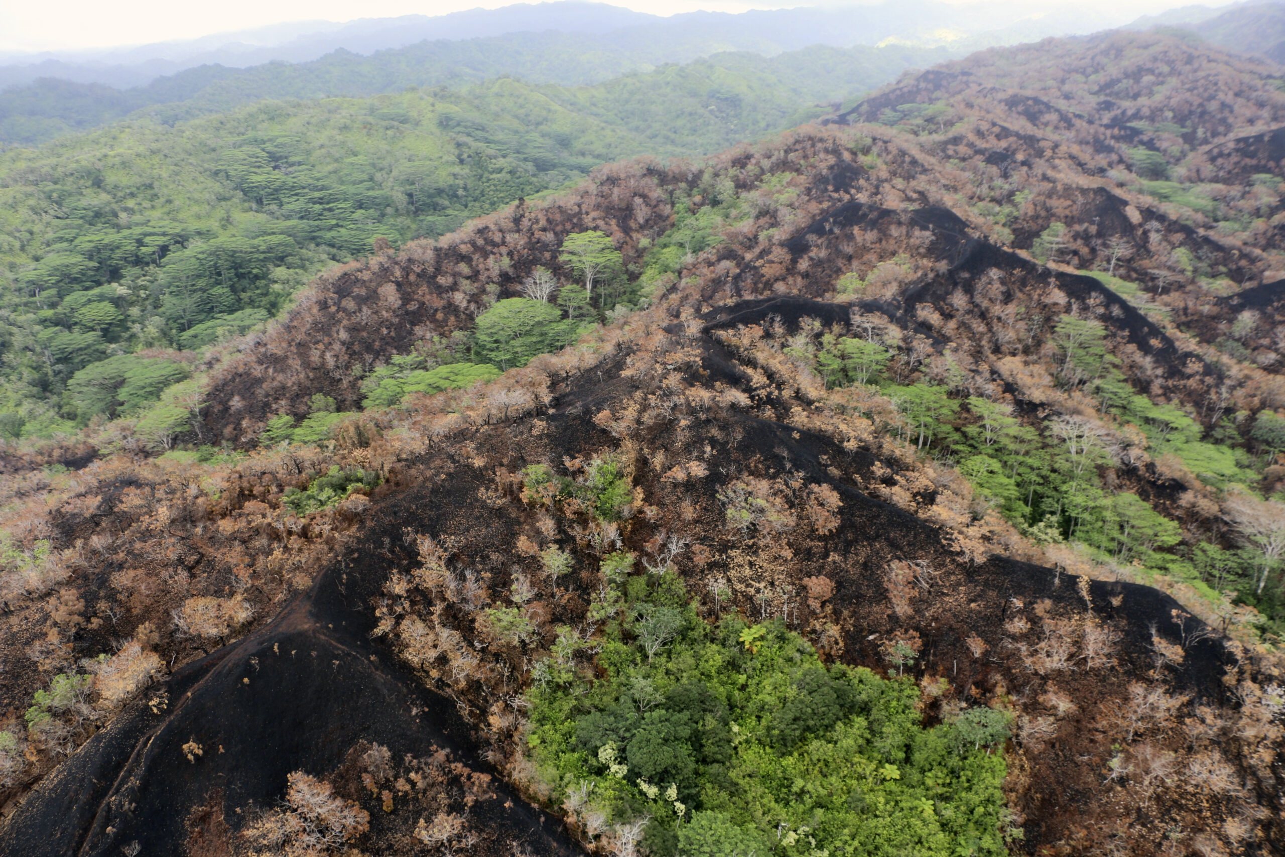 Hawaii wildfire in Oahu threatens rare species as islands suffer another disaster