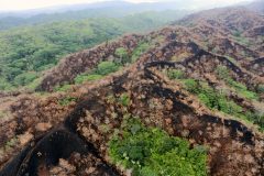 Hawaii wildfire in Oahu threatens rare species as islands suffer another disaster
