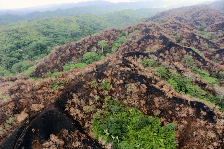 Hawaii wildfire in Oahu threatens rare species as islands suffer another disaster