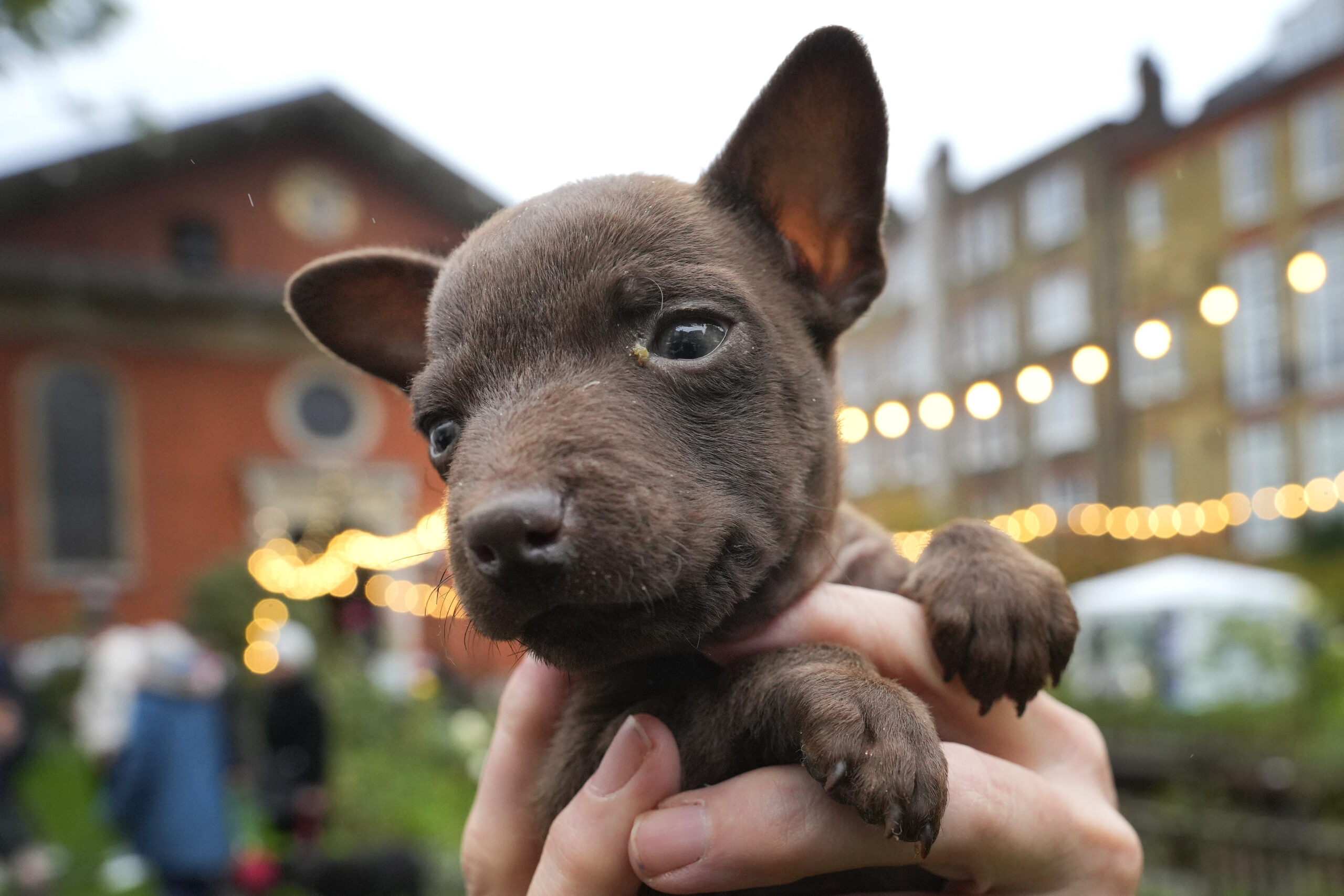 Mysterious respiratory illness in dogs: What to know before the holidays