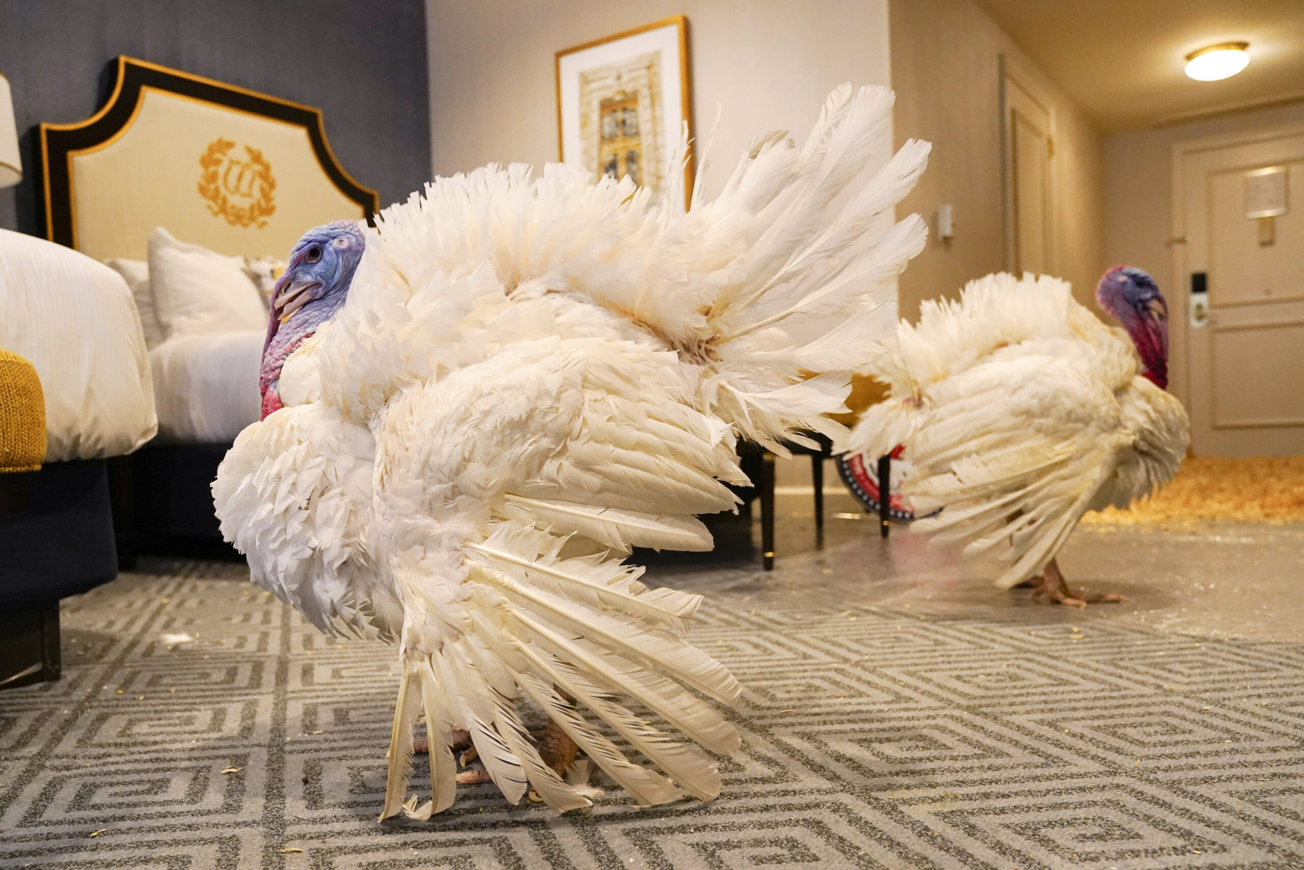 Biden Turkey Pardon