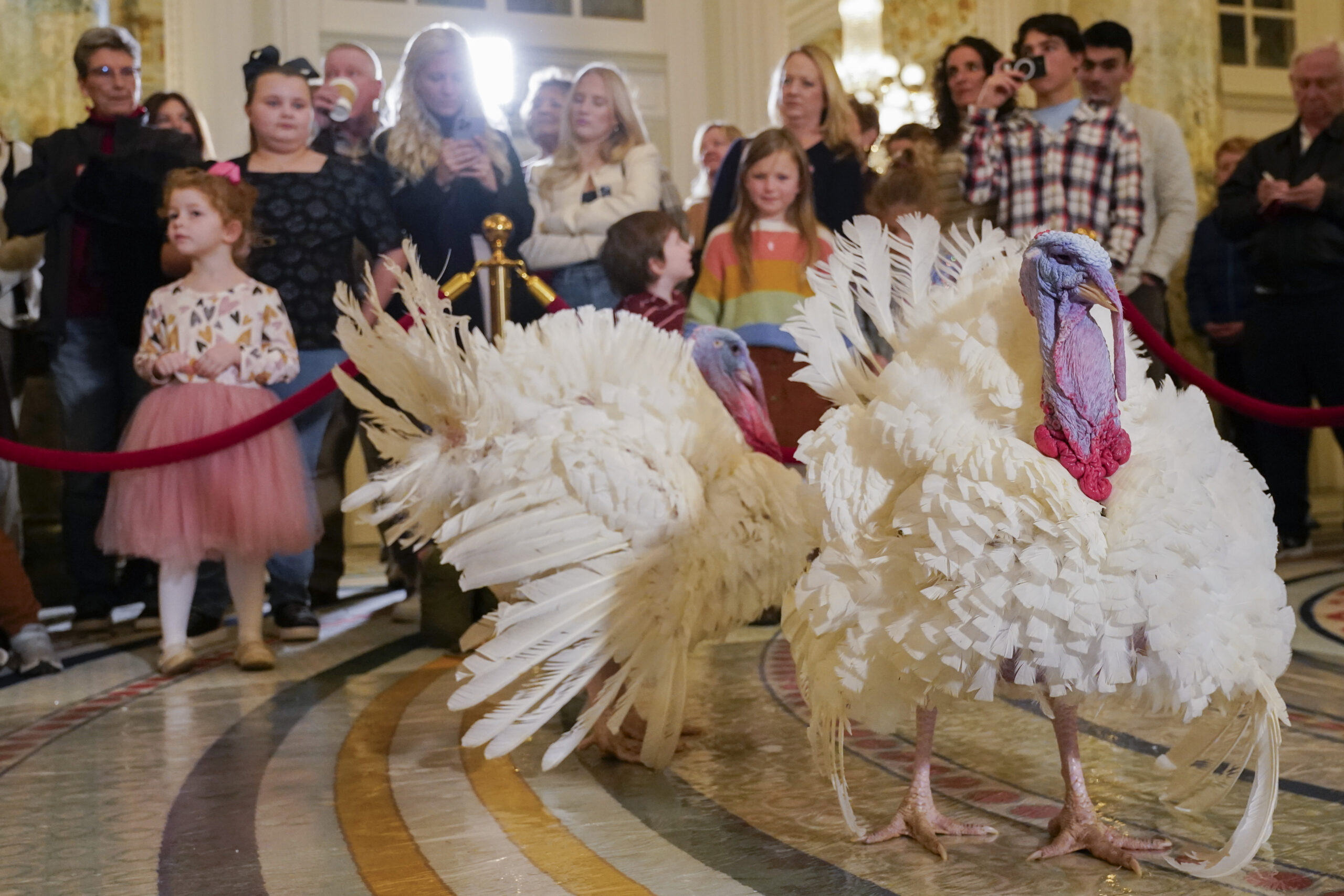 WATCH LIVE: Biden pardons turkeys Liberty and Bell in Thanksgiving tradition