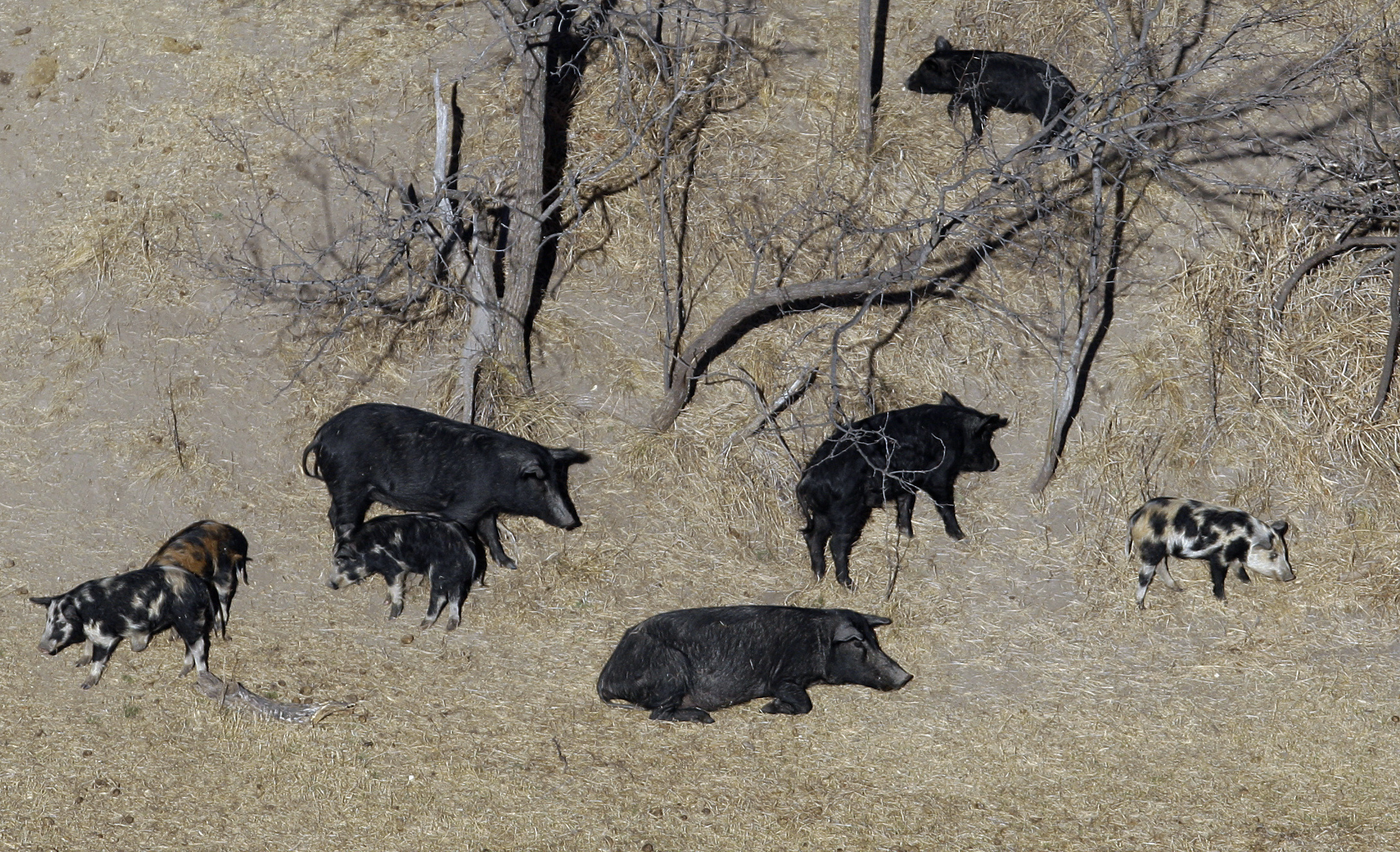 Canadian ‘super pigs’ threaten to invade and overwhelm US