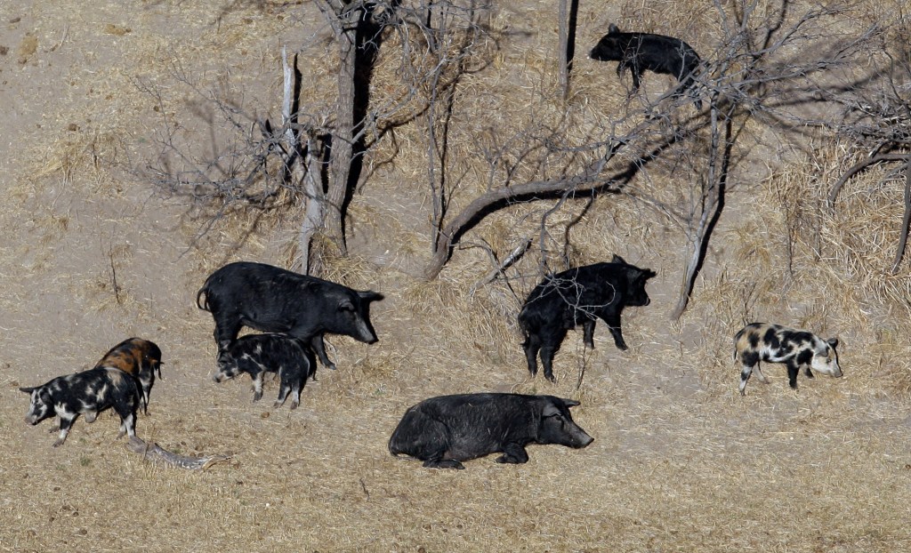 Canadian ‘super pigs’ threaten to invade and overwhelm US