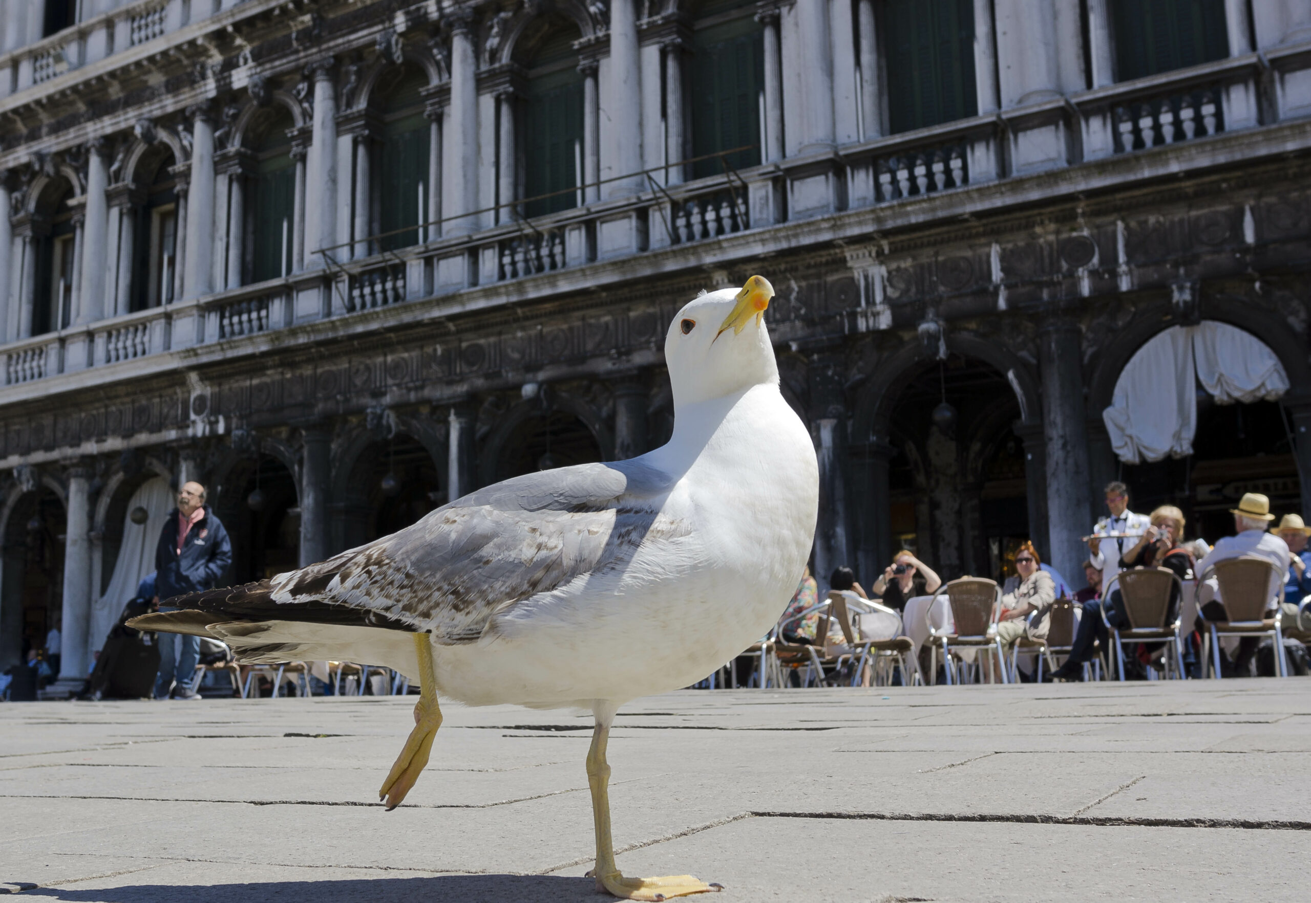 Venice declares war on seagulls as hotels arm locals and tourists with squirt guns