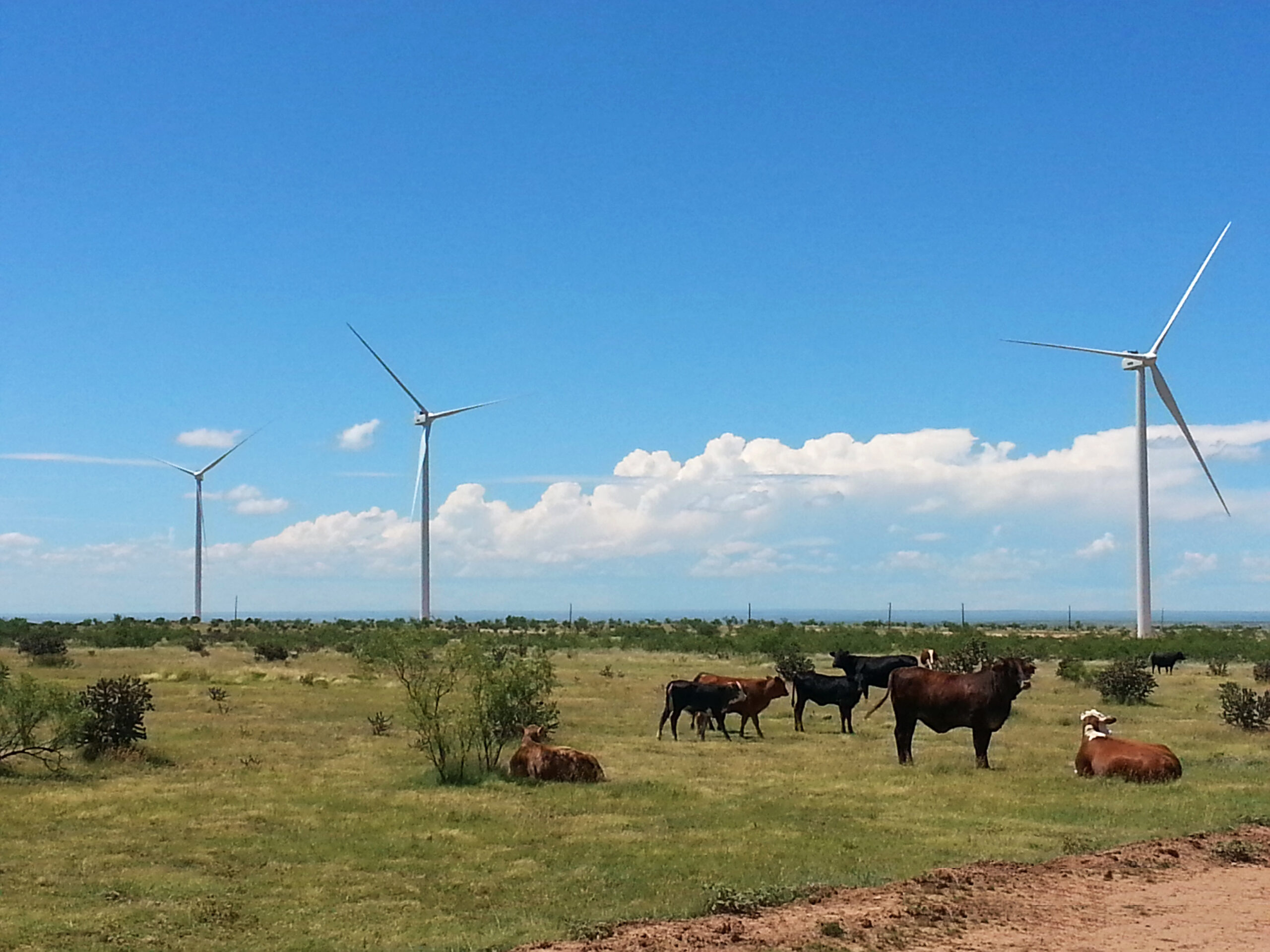 Texans could see utility sticker shock from GOP push against renewable energy